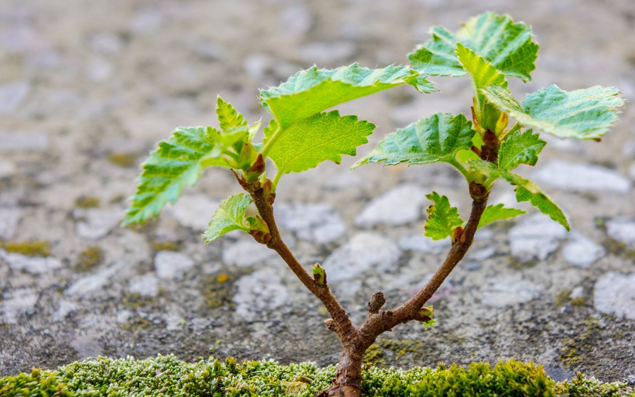 Der Kreis Viersen kooperiert in diesem