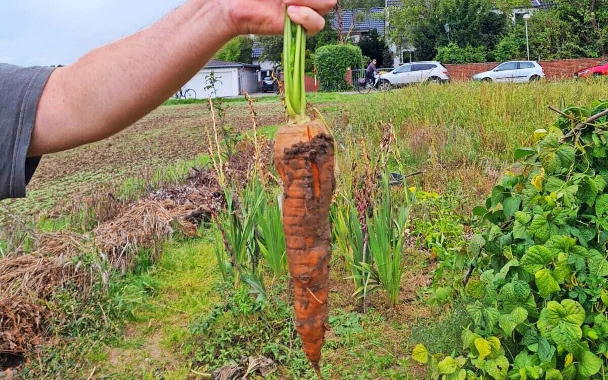  Auf 36 Quadratmetern können Mitglieder des Vereins Schul- und Lehrgarten Meerbusch auf Basis von Permakultur Gemüse anbauen. 