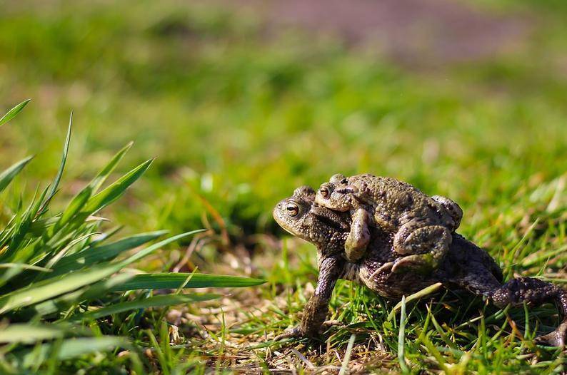  In Willich hat die Wanderung der Amphibien begonnen. Foto: Pixabay 