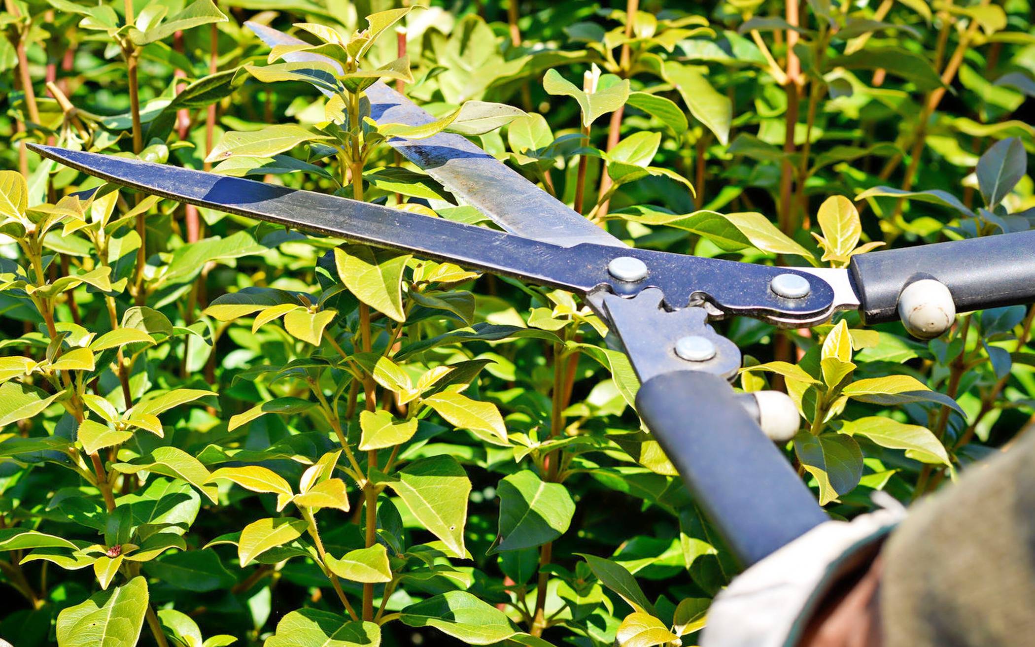 Rechtzeitig zur Heckenschere greifen