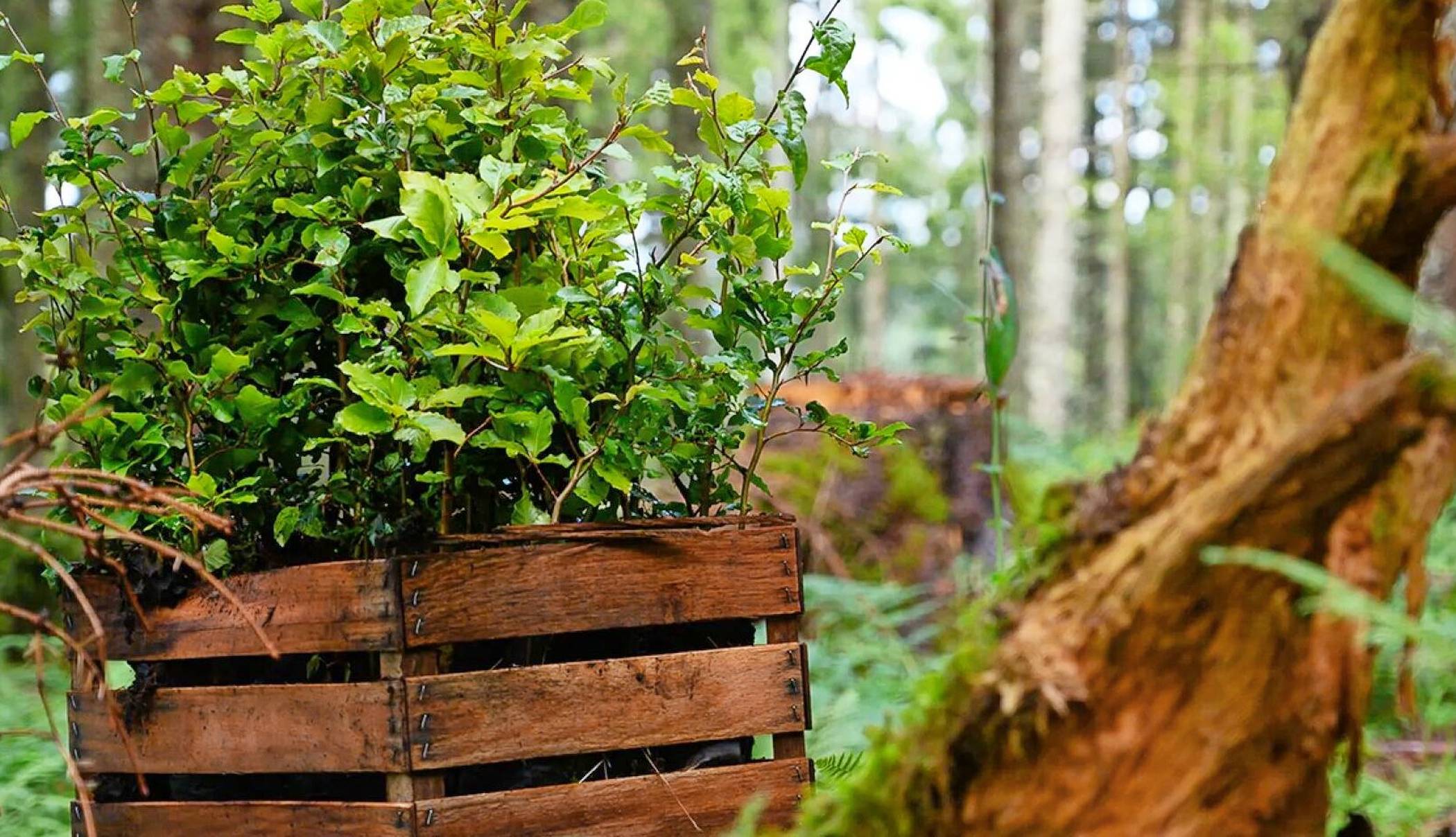 Insgesamt 500 Freiwillige pflanzen tausende Bäume an verschiedenen Orten in Deutschland  - darunter am kommenden Samstag auch in Willich. 