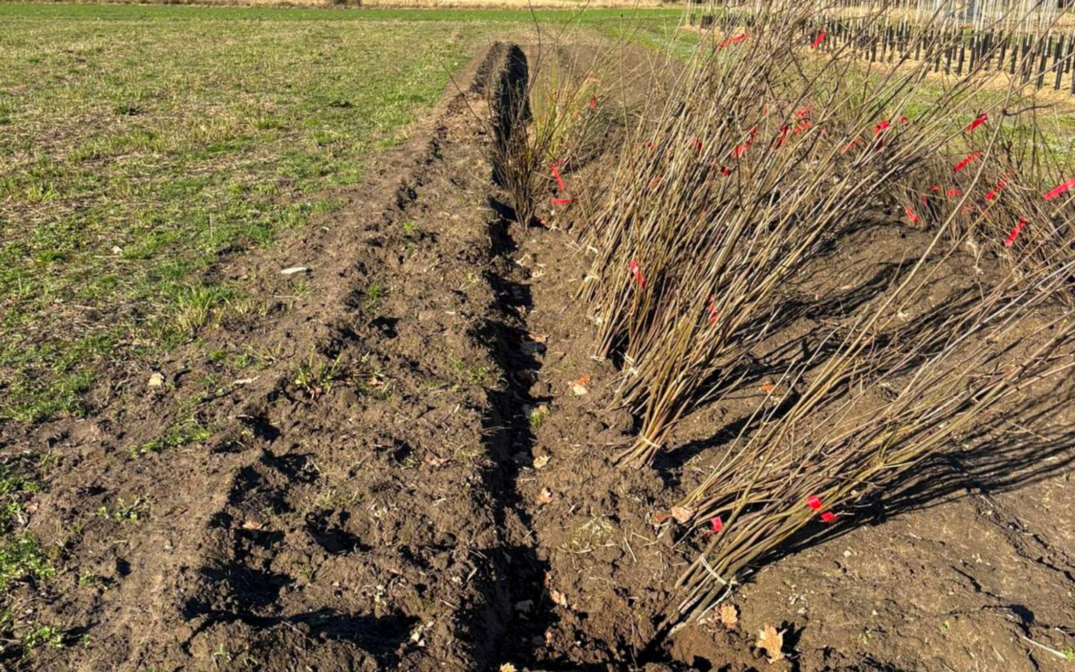 Aktion: „Mehr Bäume Jetzt“