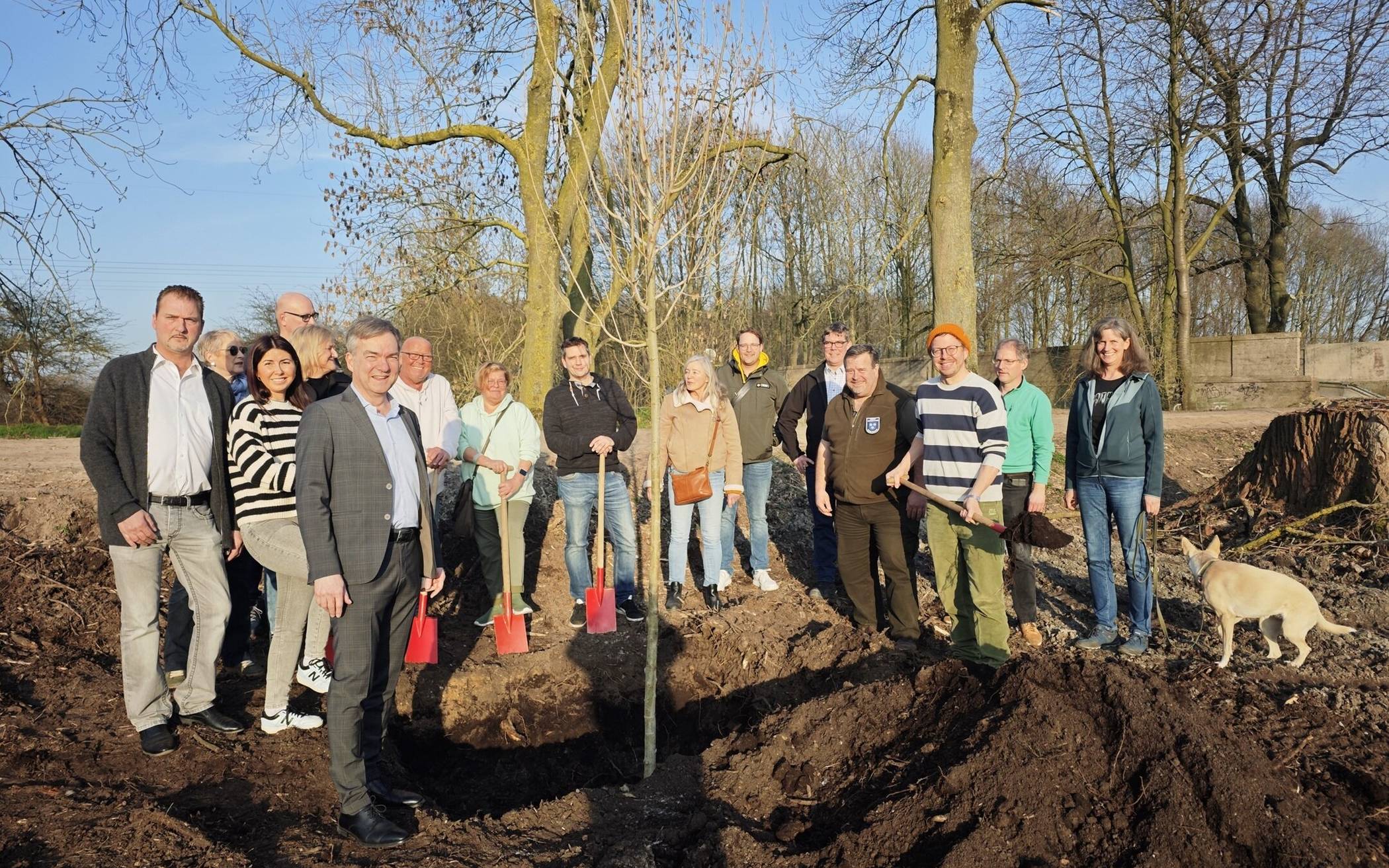 Neue Pappeln an der Niers 