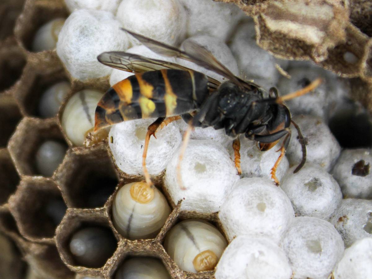 Neues Konzept zum Umgang mit der Asiatischen Hornisse