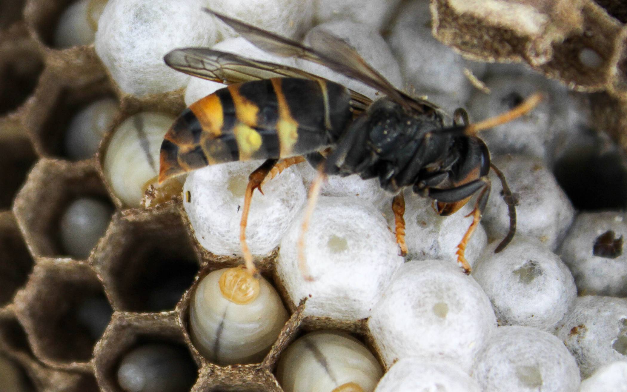 Arbeiterinnen der Asiatischen Hornisse werden etwa