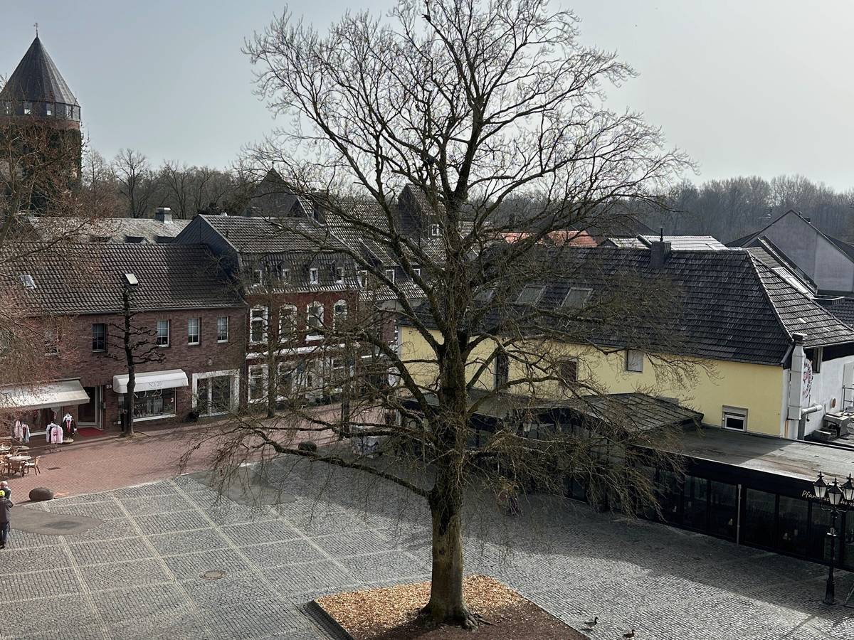 18 Meter hohe Blutbuche muss weichen