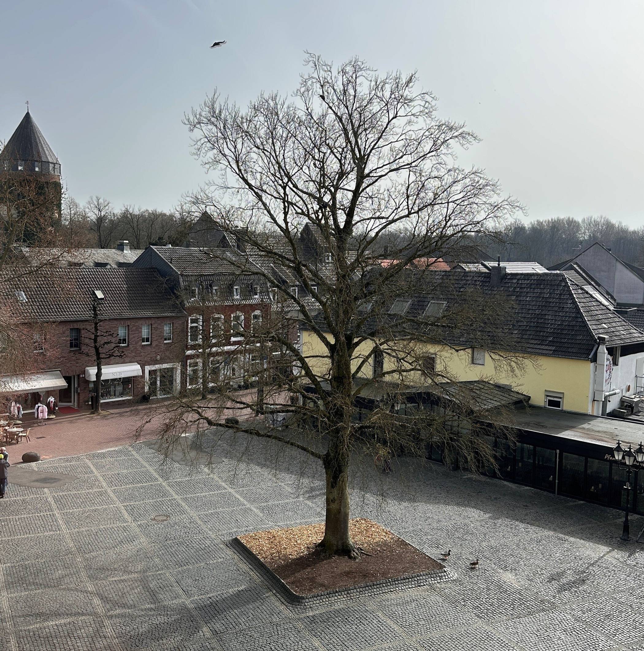 Bei einer fachlichen Begutachtung im Oktober 2025 wurde festgestellt, dass der Riesenporling den Baum bereits über mehrere Wurzelbereiche besiedelt hat. 