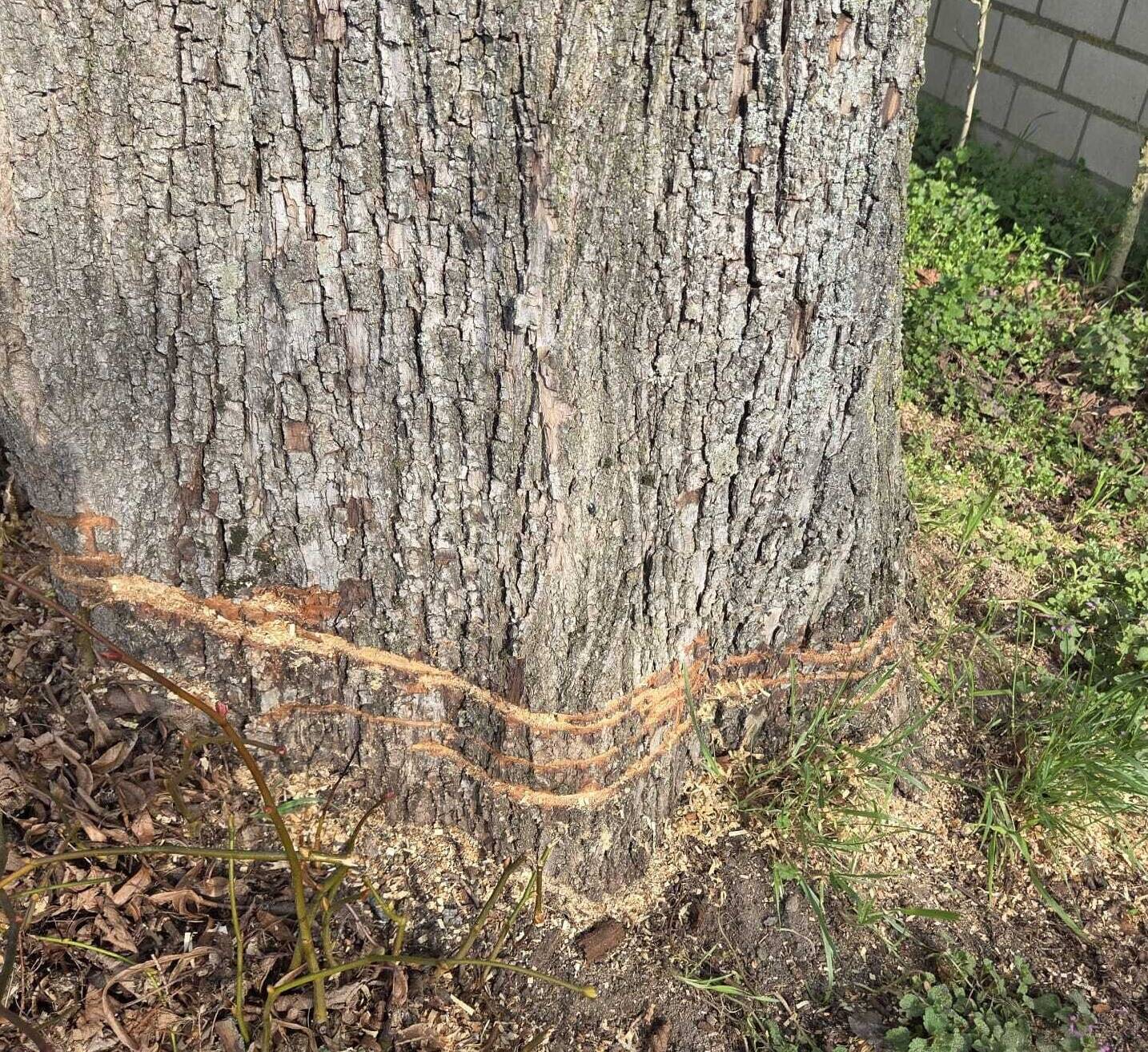 Vandalen haben am Stammfuß mit Kettensägen