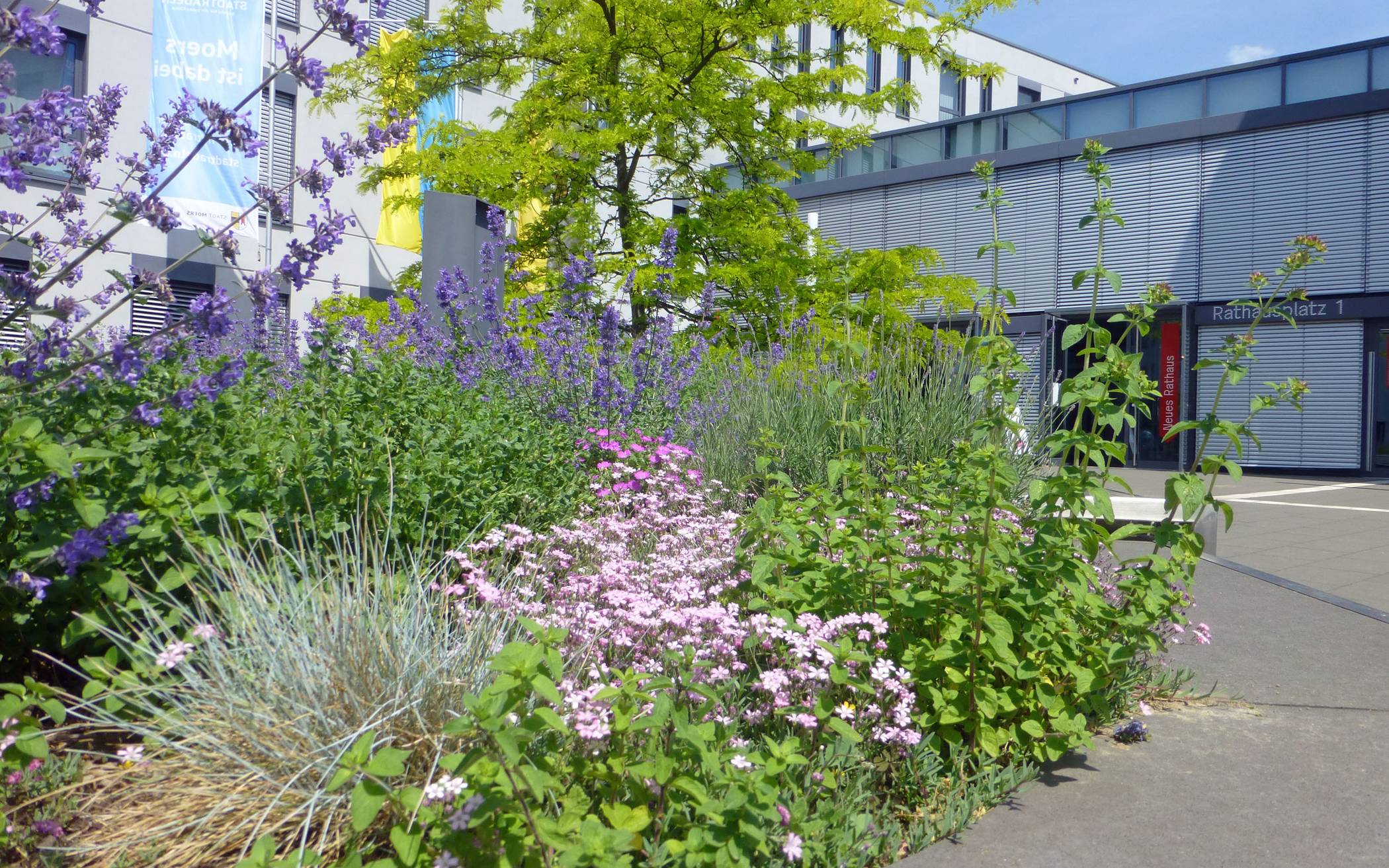 Auch das Beet vor dem Rathaus