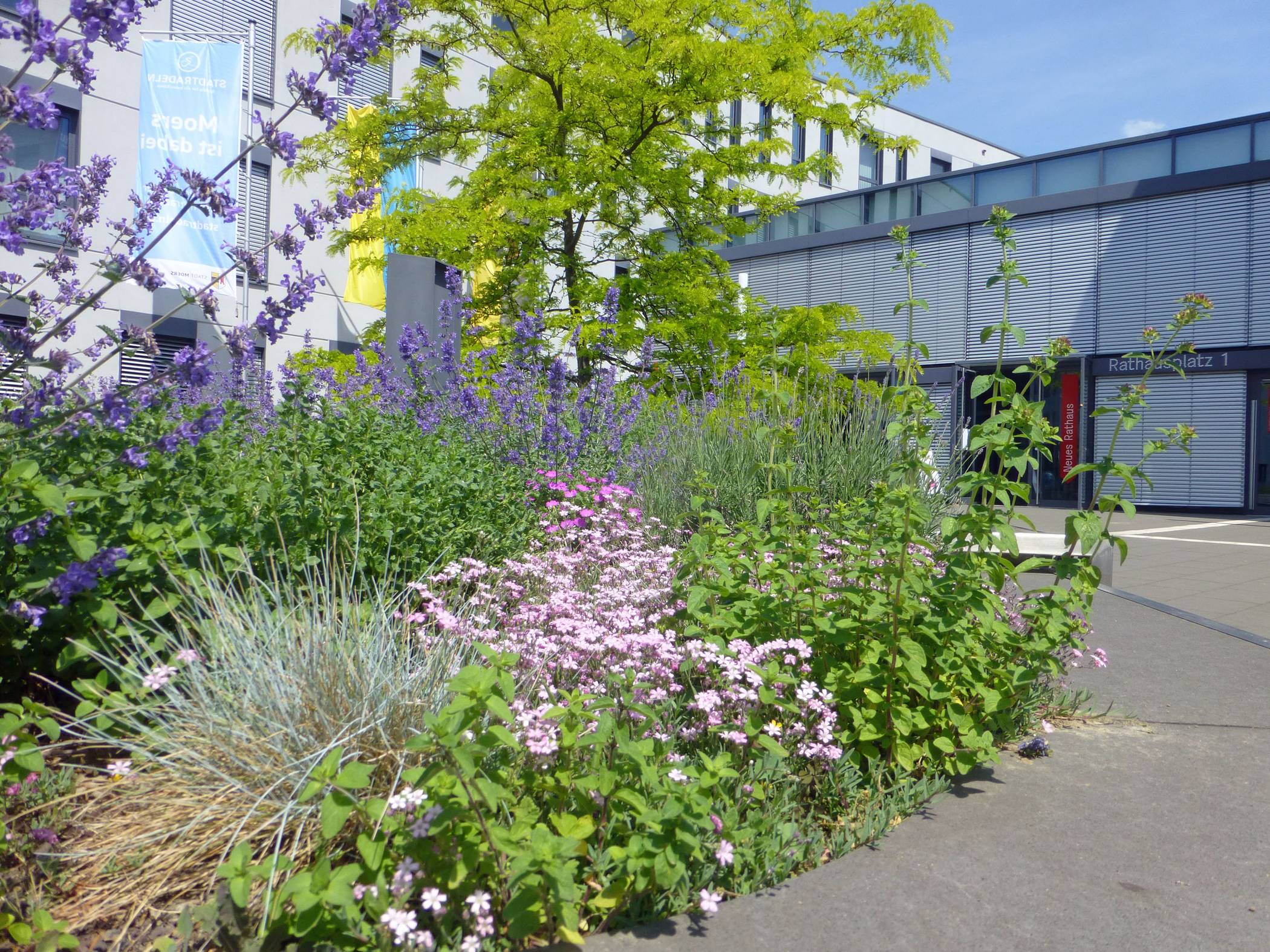  Auch das Beet vor dem Rathaus ist ein Biodiversitätsprojekt. Foto: pstmo 