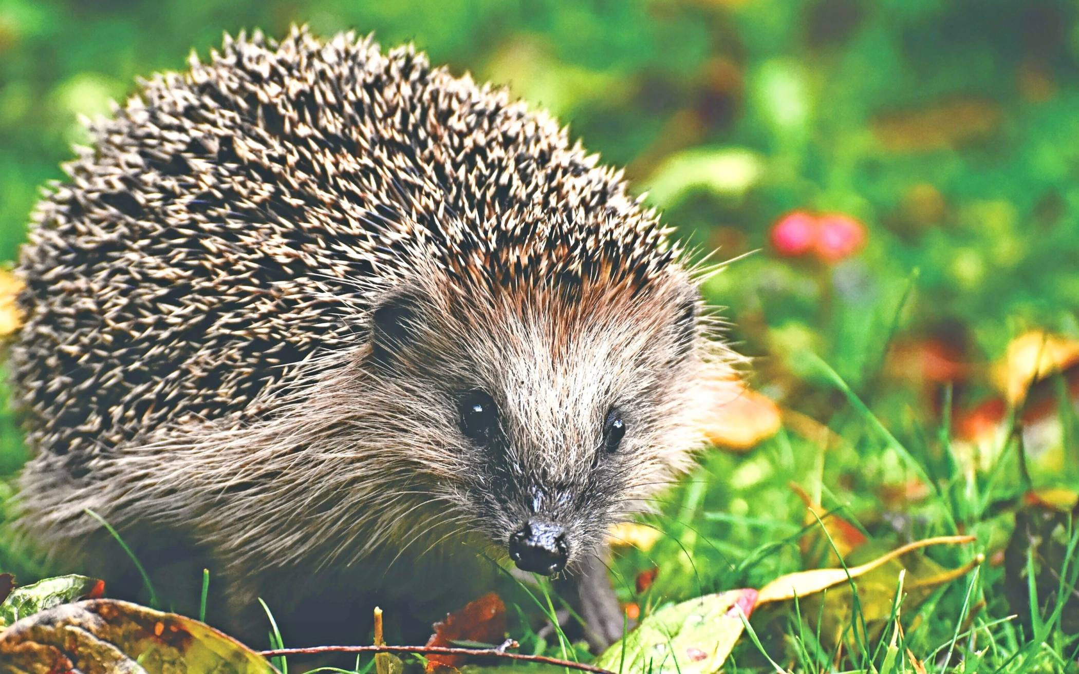 Hat es in heimischen Gärten oft schwer: der Igel.