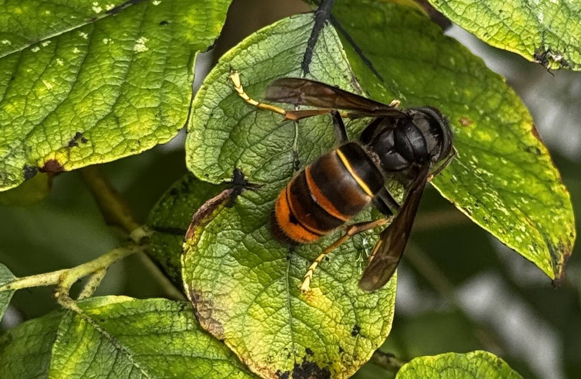 Die Asiatische Hornisse ist durch ihre gelben Füße und die insgesamt dunklere Erscheinung gut von der Europäischen Hornisse zu unterscheiden.