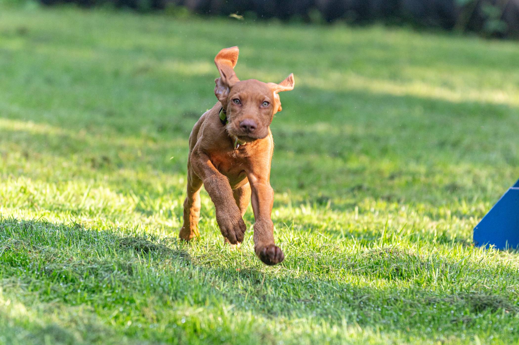 In den acht Wochen lernen die Hundehalter Ihren neuen Welpen genauer kennen, das gemeinsame Spielen wird erlernt und man erkundet Umweltreize und moderne Konzepte.