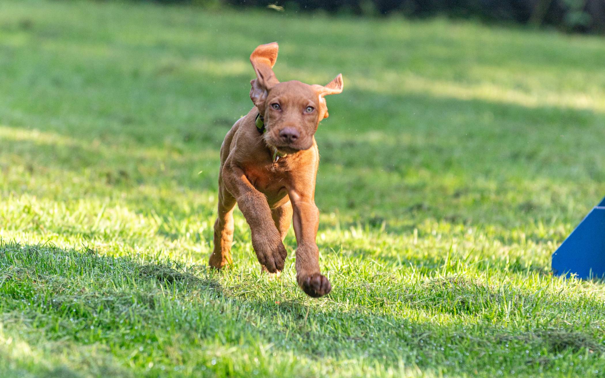 In den acht Wochen lernen die