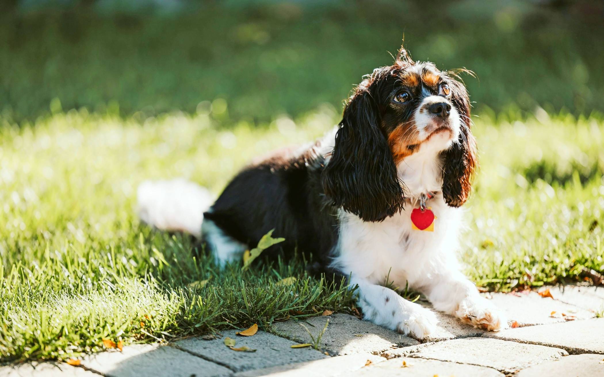 Das Ordnungsamt kontrolliert Hundehalter, ob ihre Hunde auch die Hundesteuermarke besitzen. Die muss übrigens auch beim „Gassi gehen“ mitgeführt werden.  