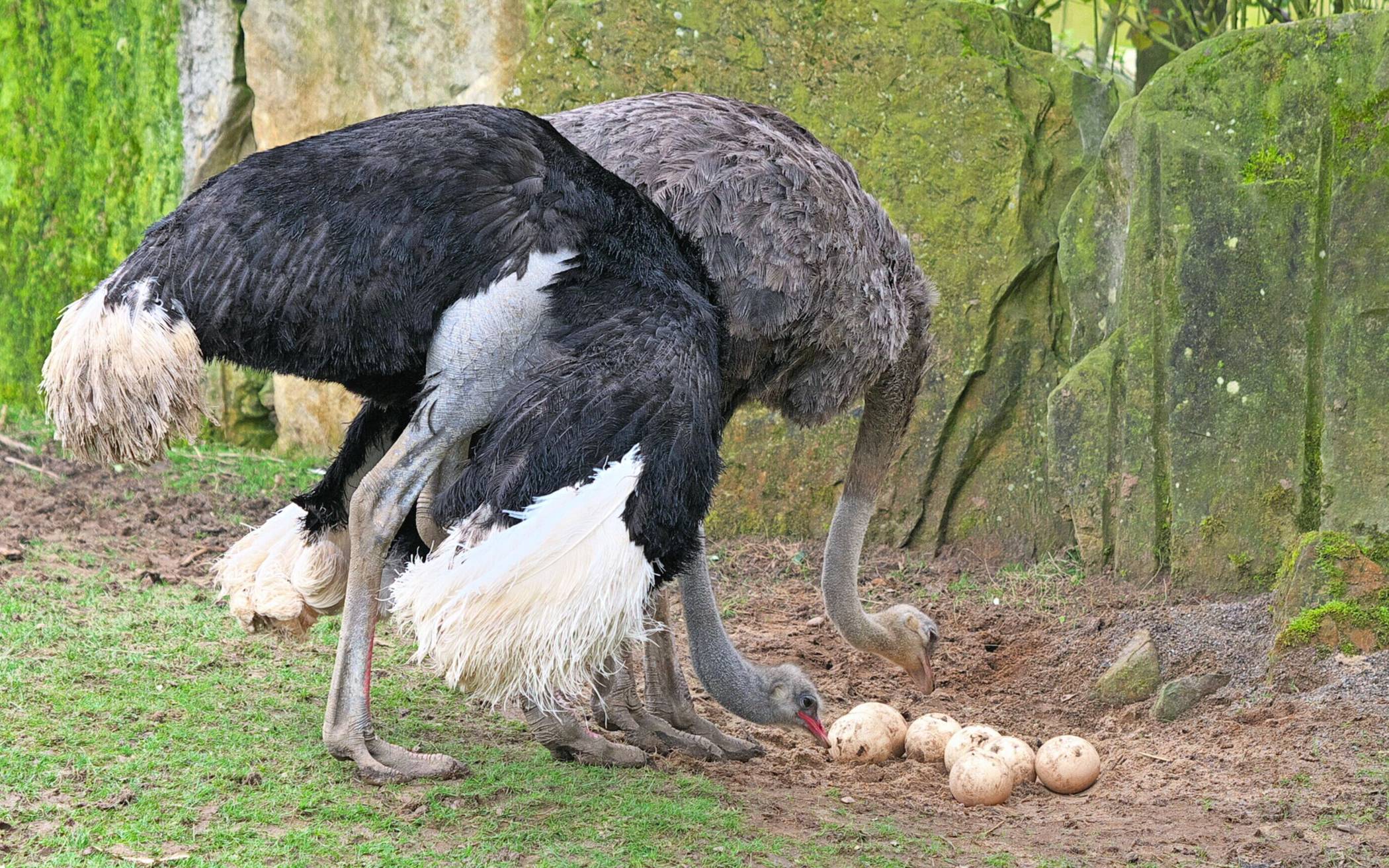 Bei den Straußen im Zoo Krefeld sind die ersten Eier zu beobachten. 