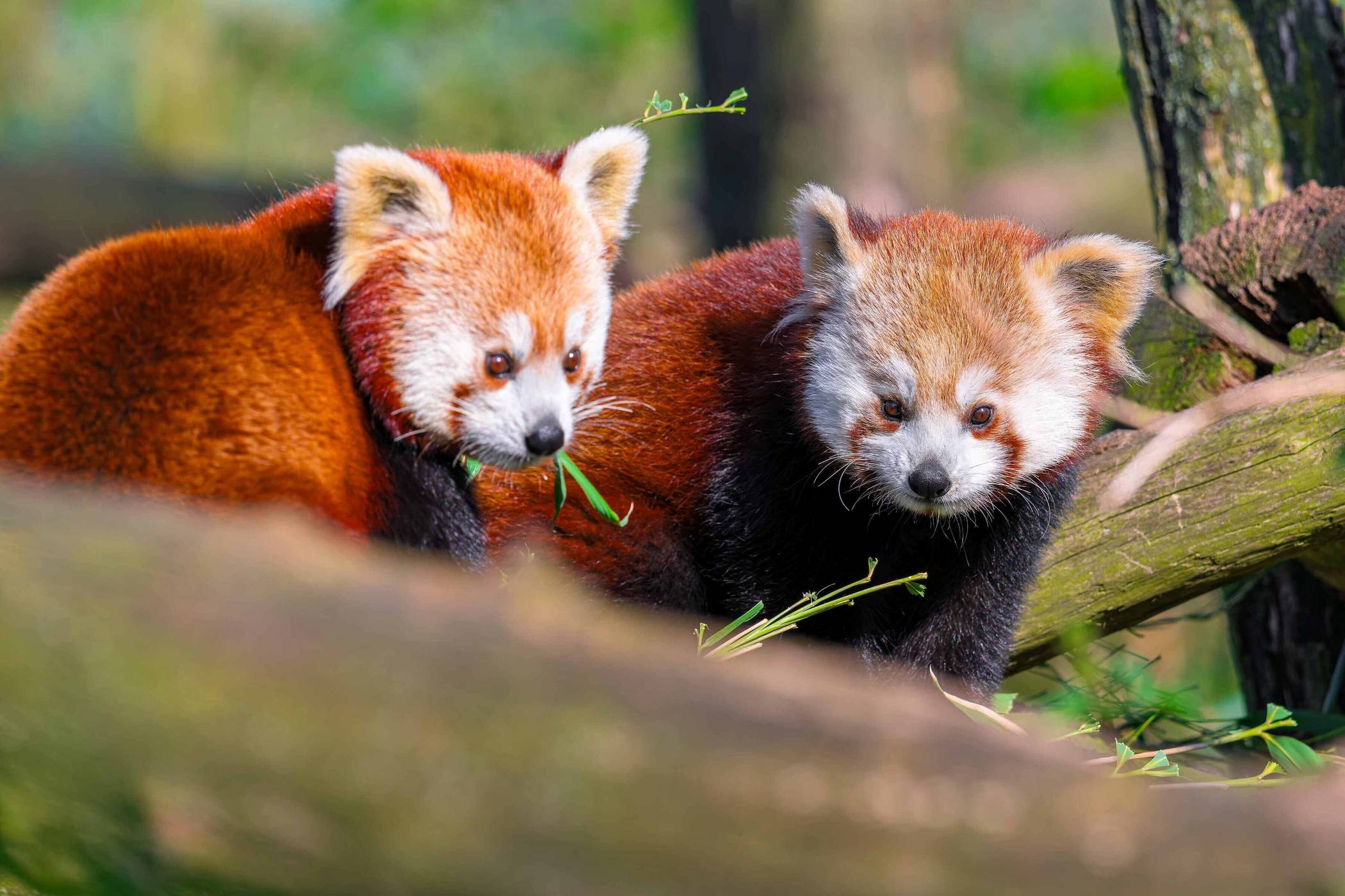 Beau und Malou - ein weiteres glückliches Paar im Zoo Duisburg