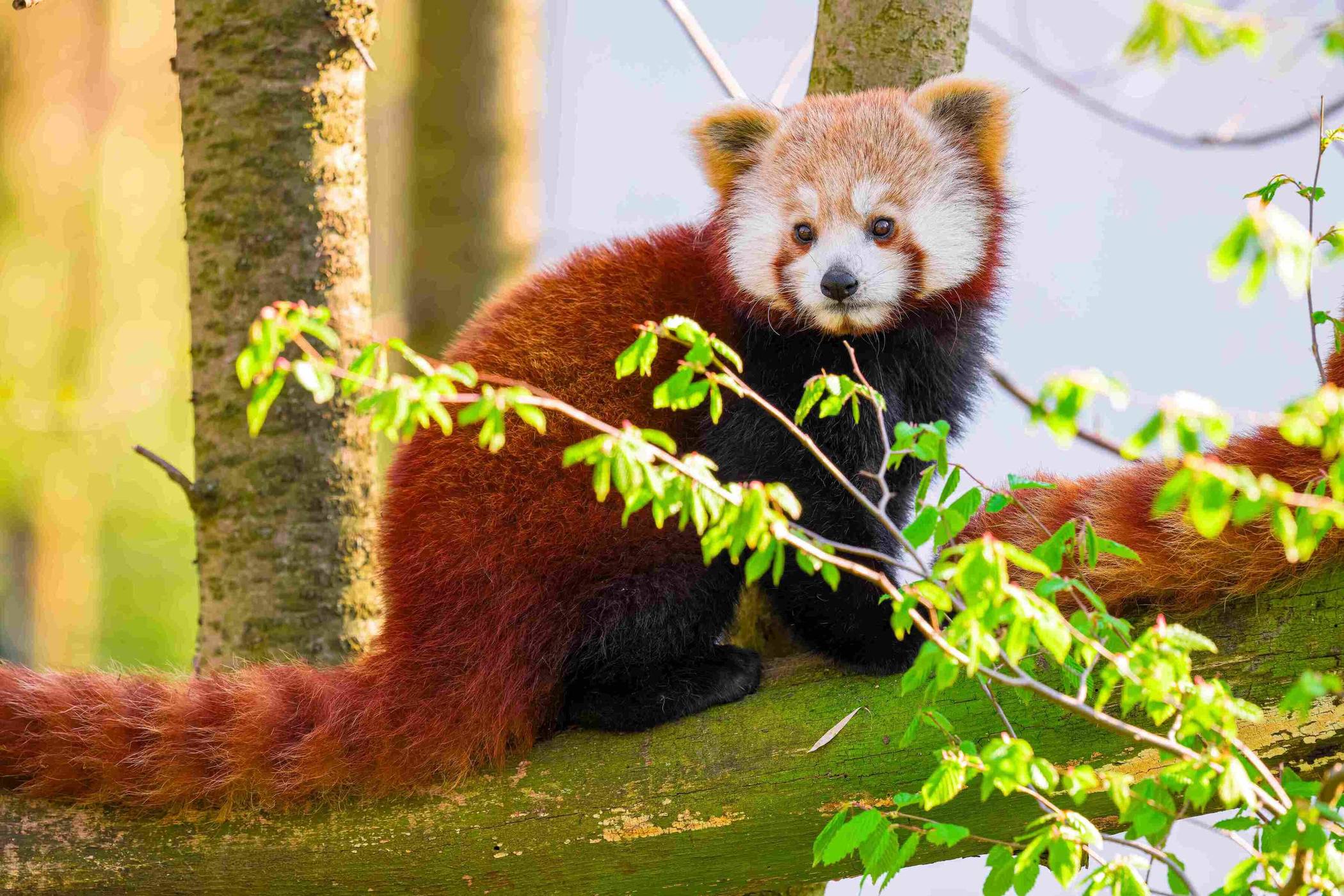 Beau genießt die prächtige Aussicht am Kaiserberg. 