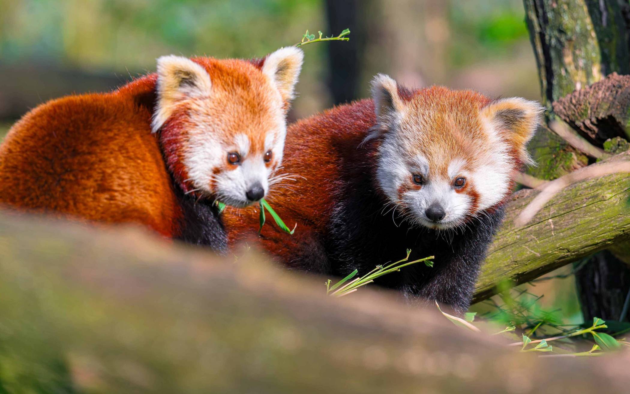Beau und Malou - ein weiteres
