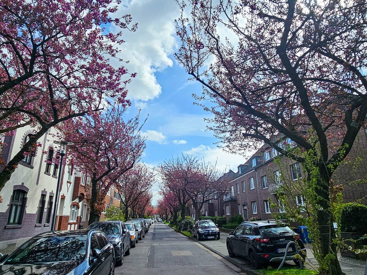 Kirschblüte in Krefeld

