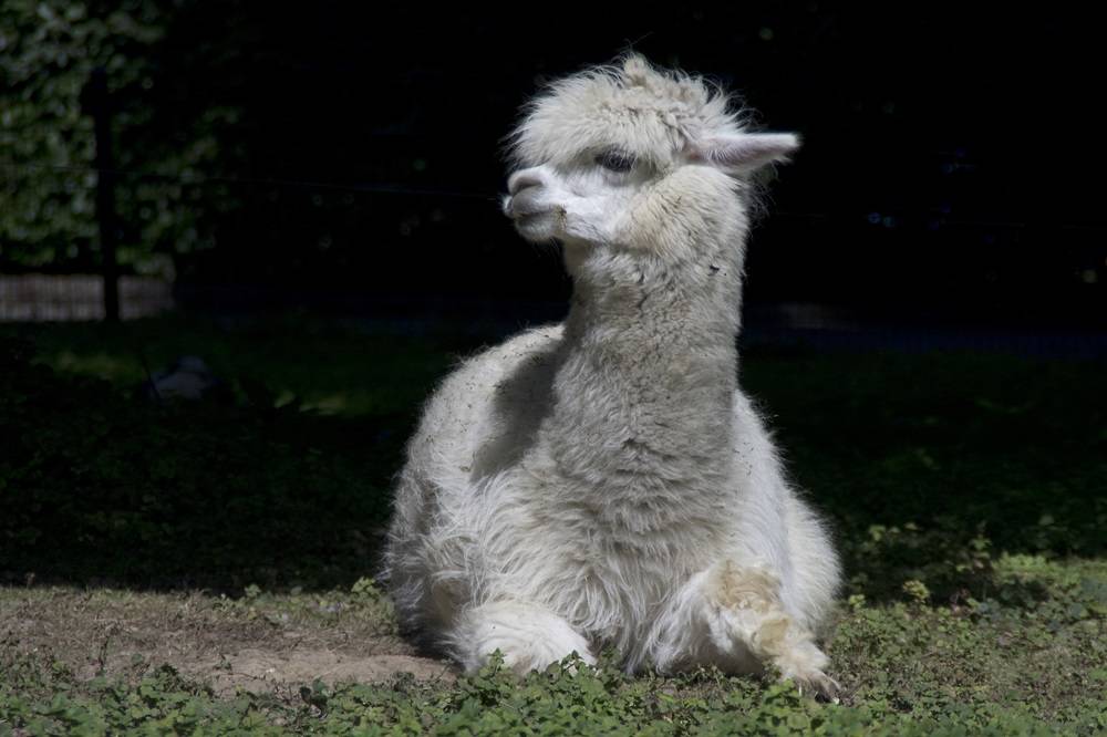 Eins der beiden Alpakas, die Ende