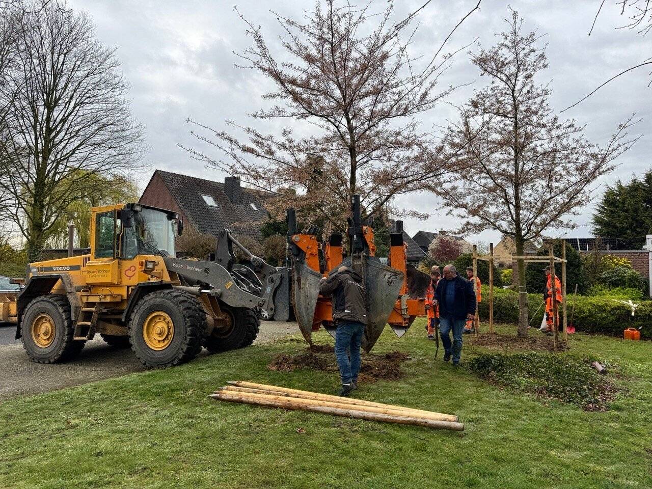 Die Pflanzung eines Baumes am Dorfer