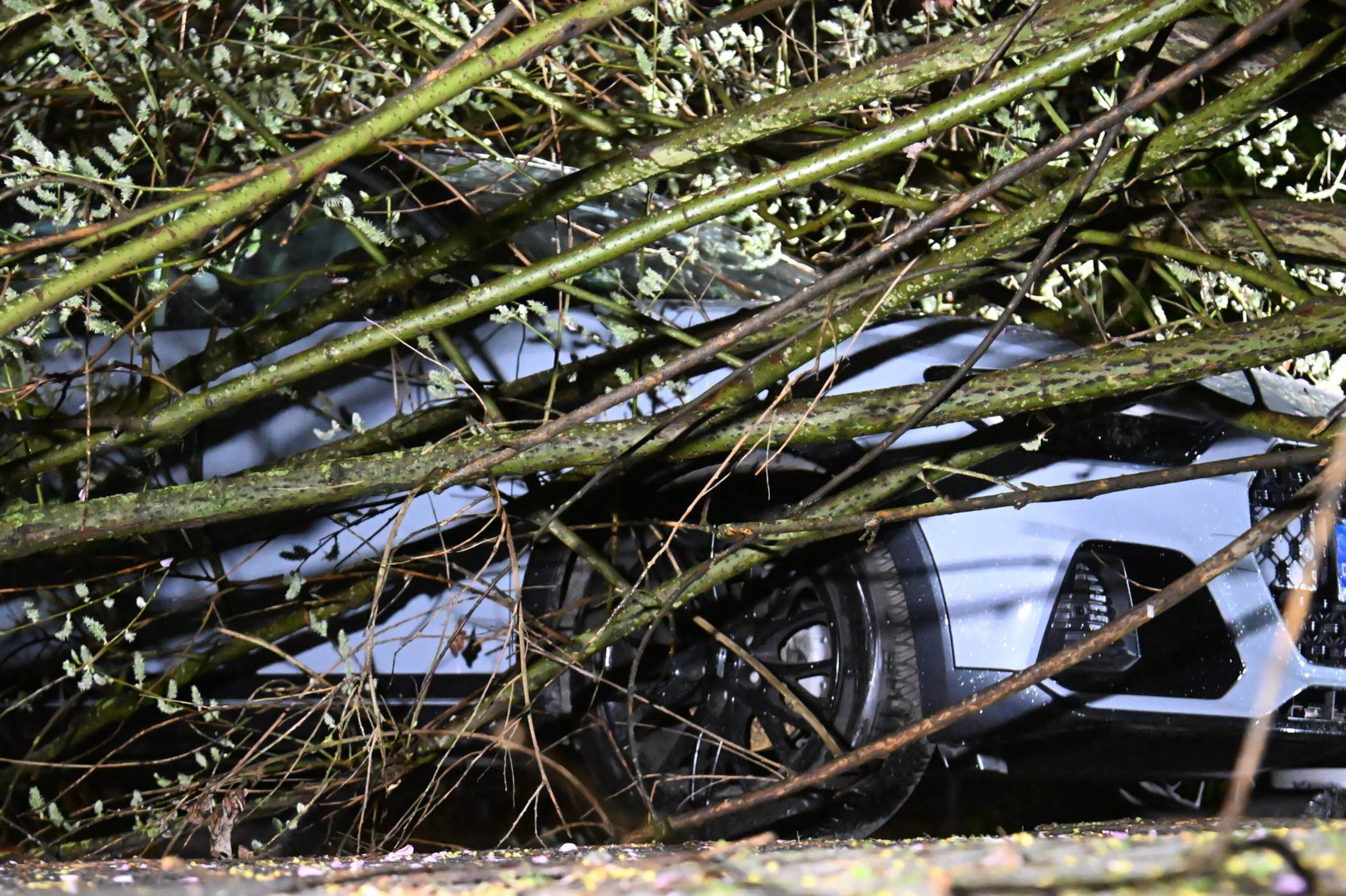 Krefeld: Baum begräbt geparktes Auto