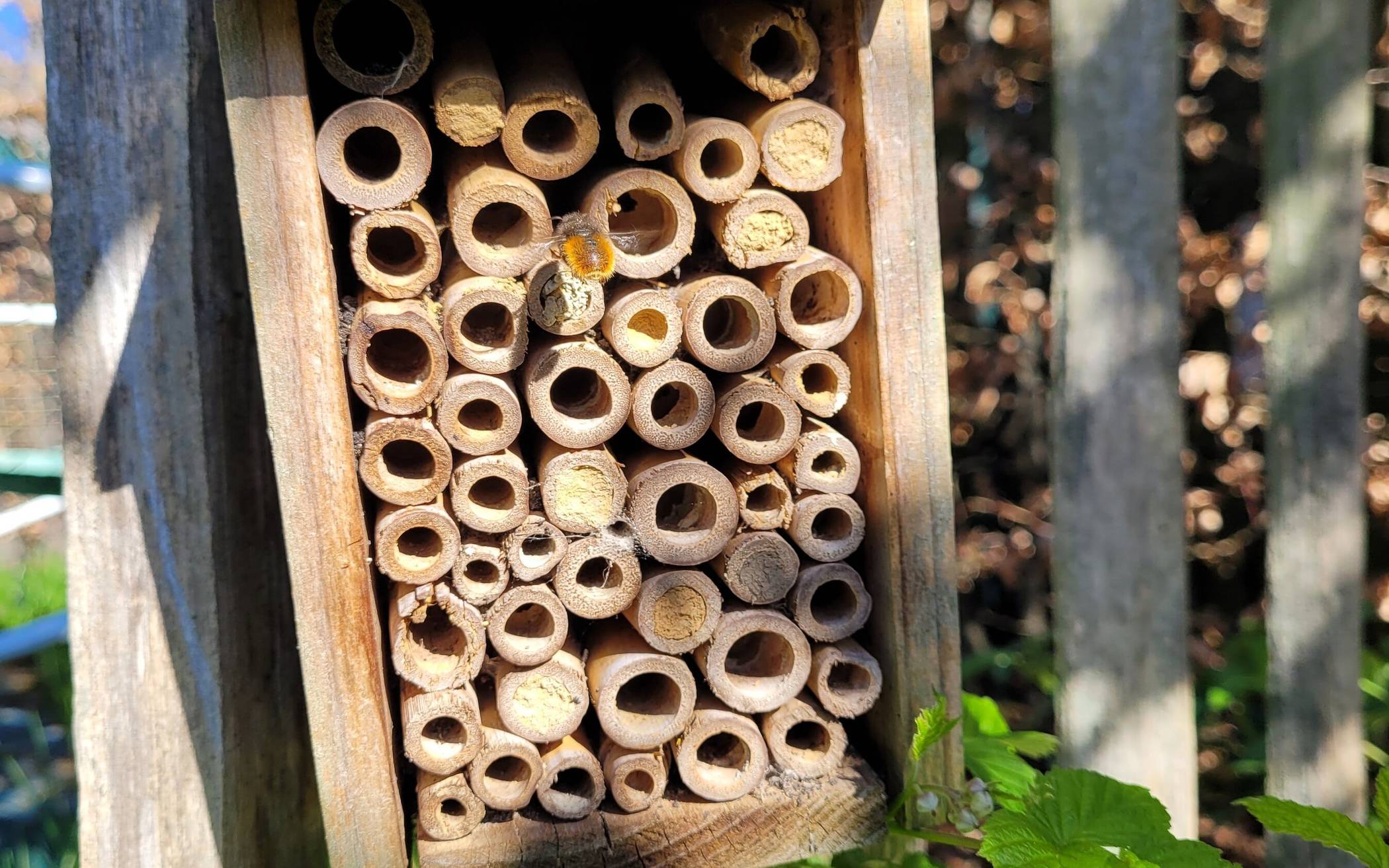 Mit Bienen die Umwelt verstehen