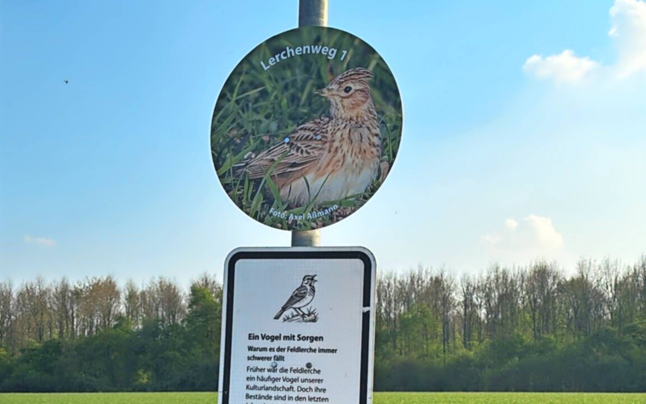 Informationstafel am Lerchenweg.