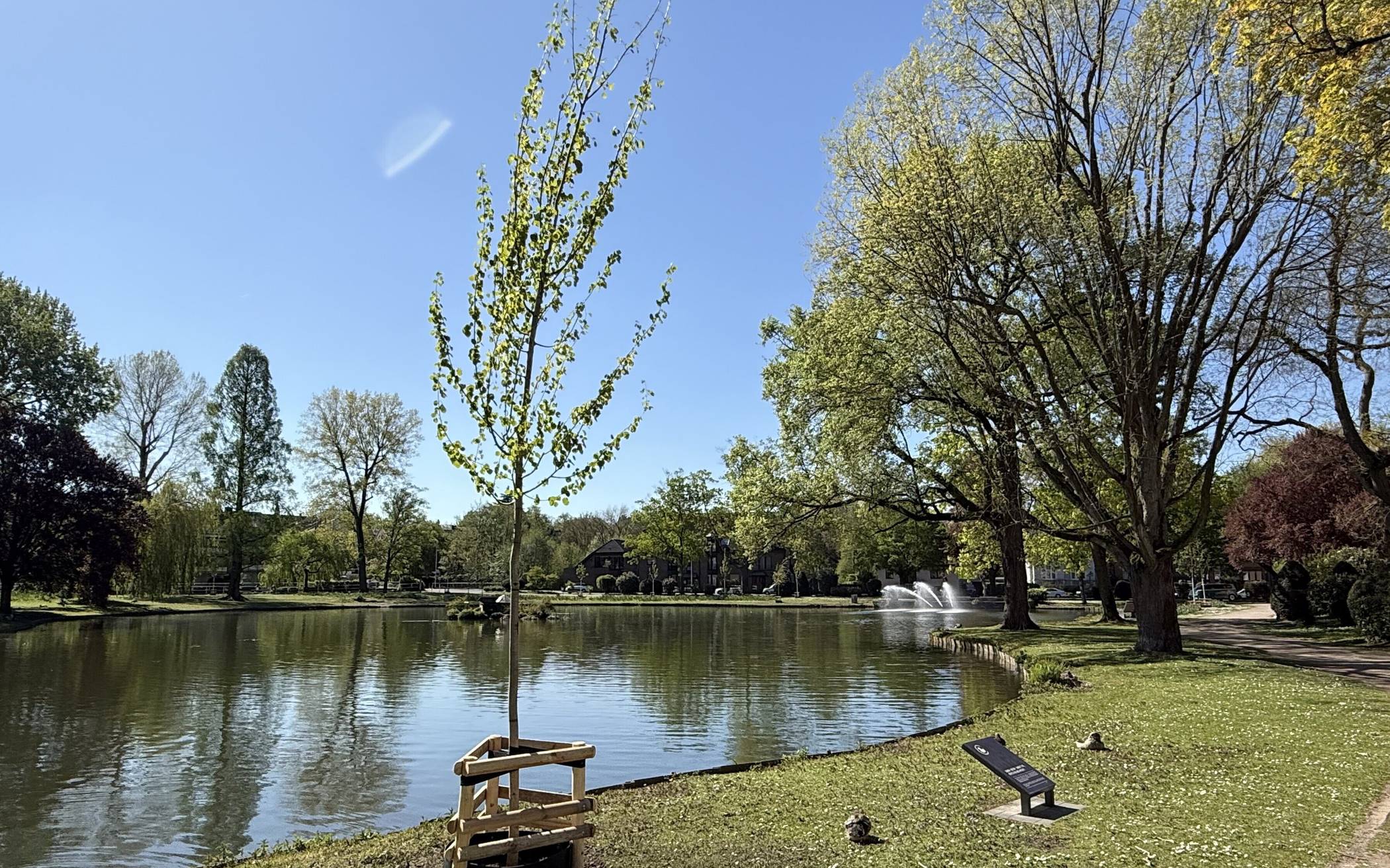  Am Ufer des Kreuzweihers hat mags eine Zitterpappel gepflanzt, den Baum des Jahres 2026. 