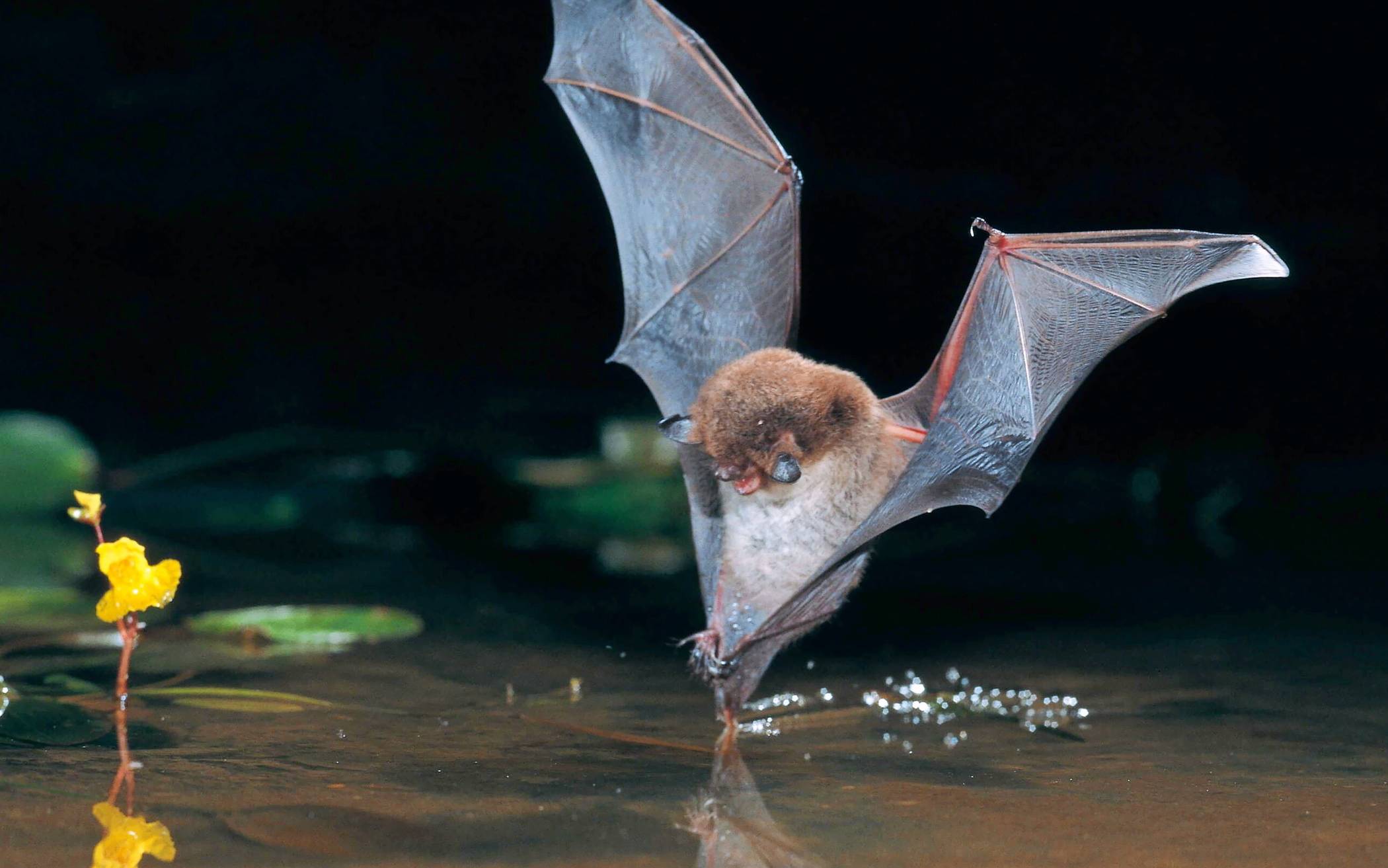 Wasserfledermaus auf Beutefang.⇥Foto: Dietmar Nill/NABU
