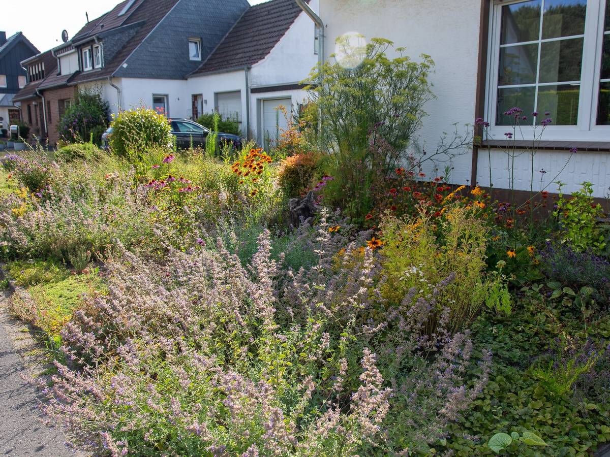 Wilder Vorgarten als Paradies für Insekten