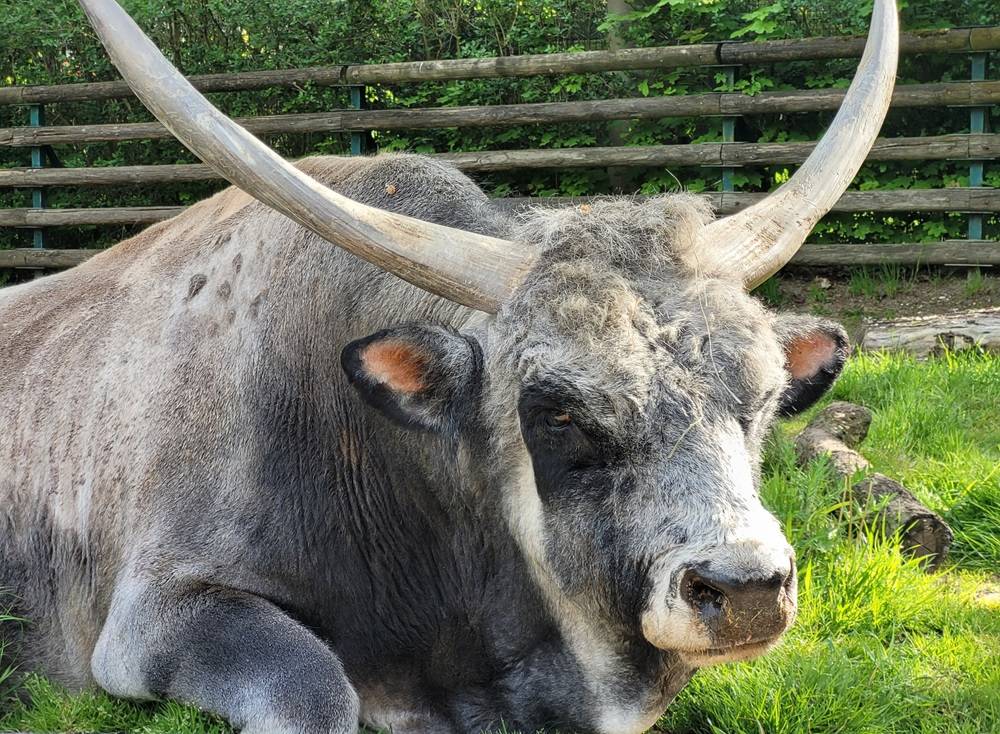 Tiergarten trauert: Bulli, das Ungarische Steppenrind