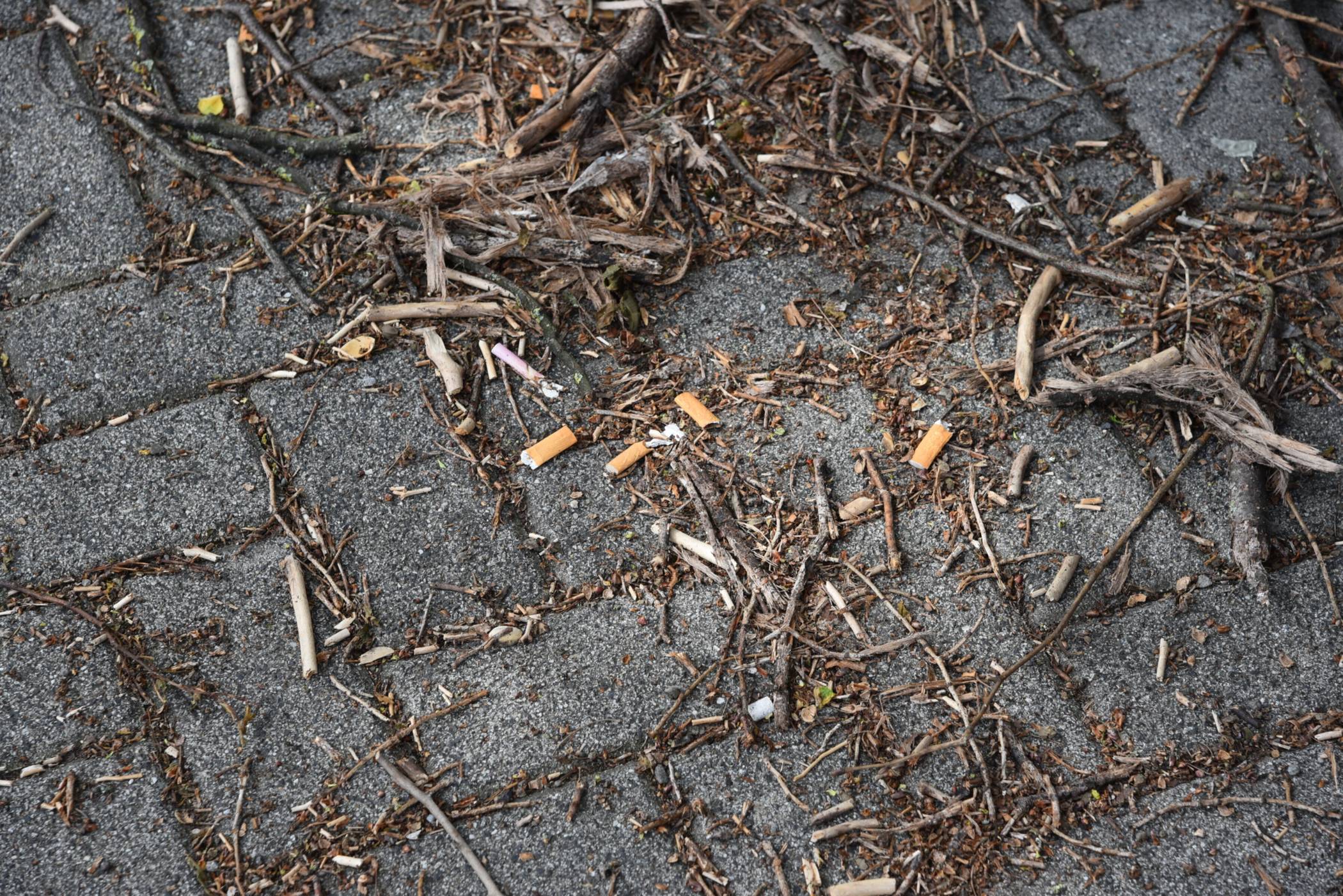  Durch das achtlose Wegschnippen der Kippen wird neben Tieren auch die Umwelt in Mitleidenschaft gezogen. 