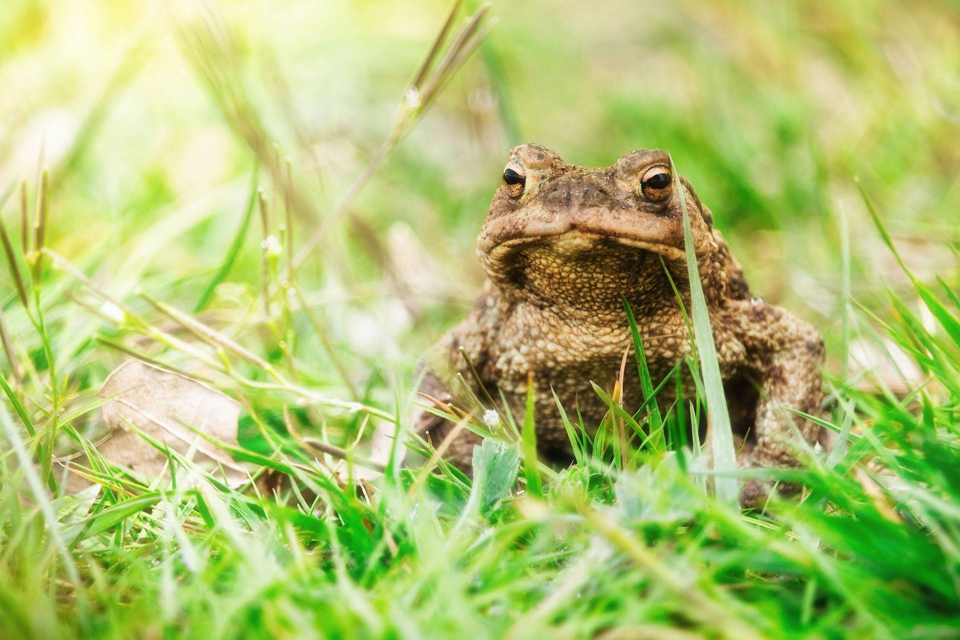 Erfolgreiche Bilanz: Über 3.100 Amphibien in Kempen gerettet
