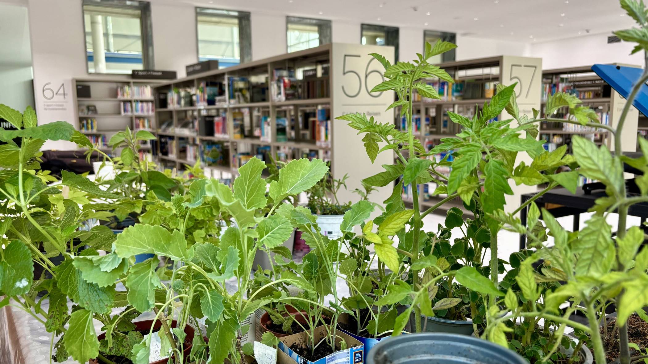  Die Saatgutbibliothek lädt am 20. Mai zum Pflanzentausch ein. 