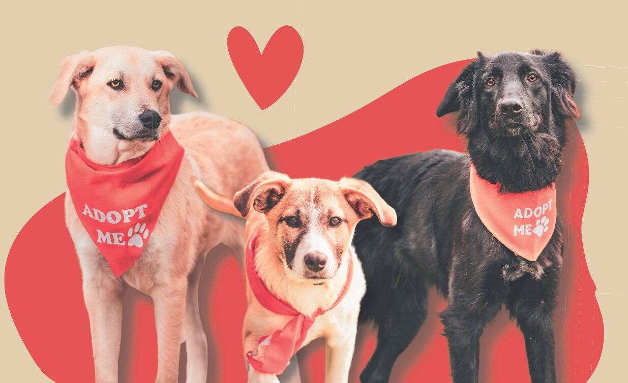  Am Sonntag ist wieder Bark Date auf der Freilaufwiese am Beller Park. 