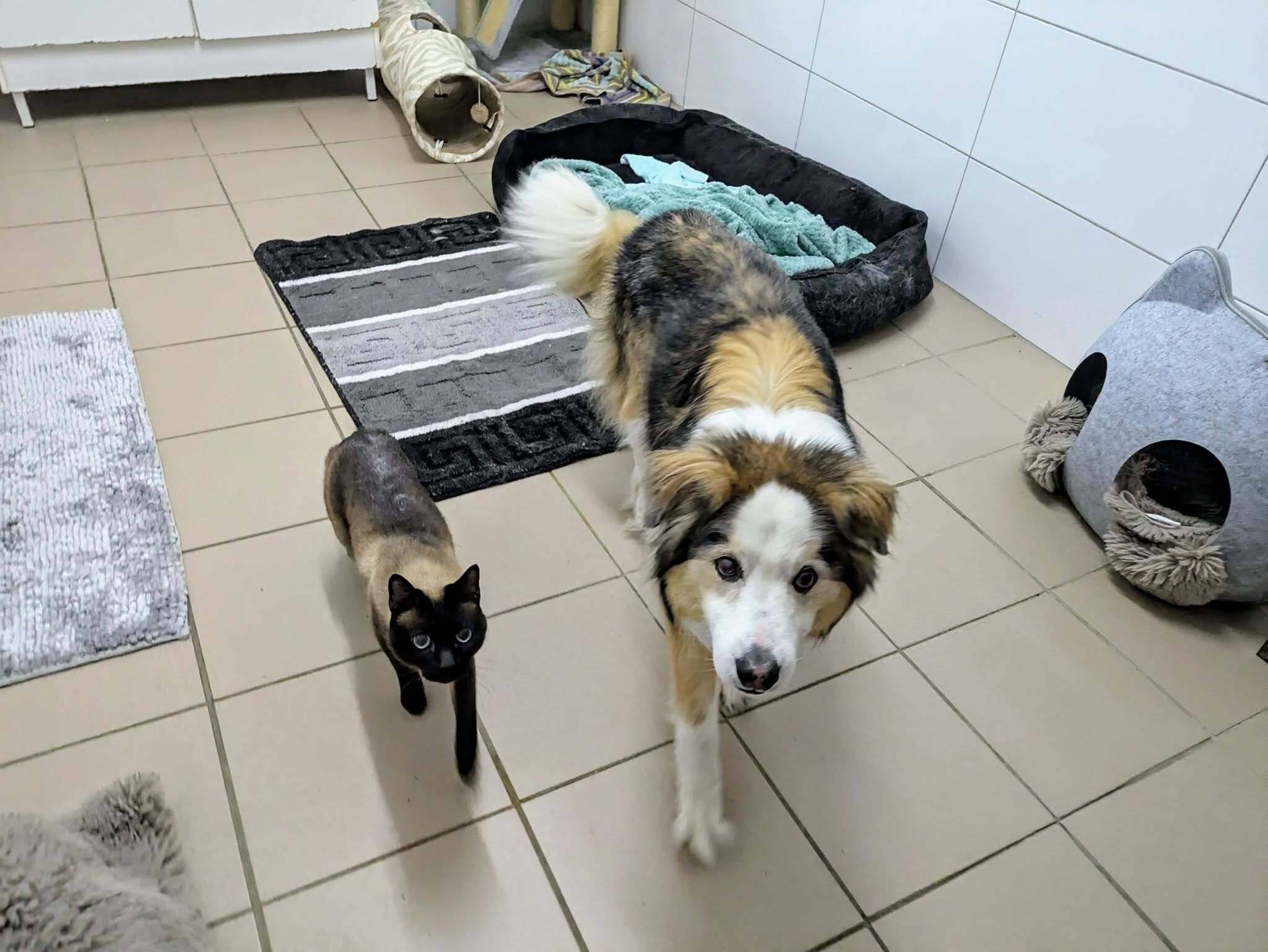 Vermittelt: Hunde-Omi Frieda und ihr Siam-Katerkumpel Joshi