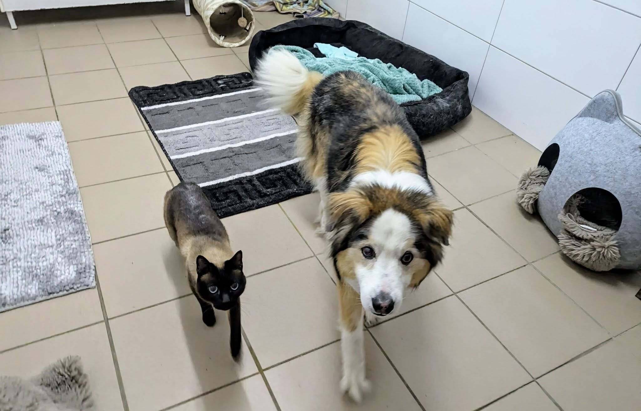 Vermittelt: Hunde-Omi Frieda und ihr Siam-Katerkumpel