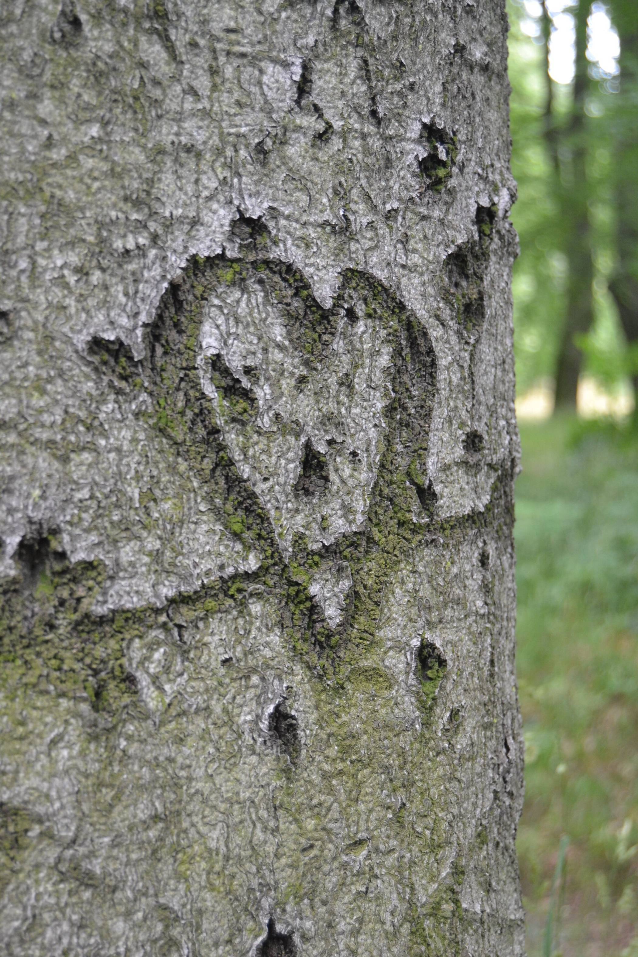  Foto: pixabay 