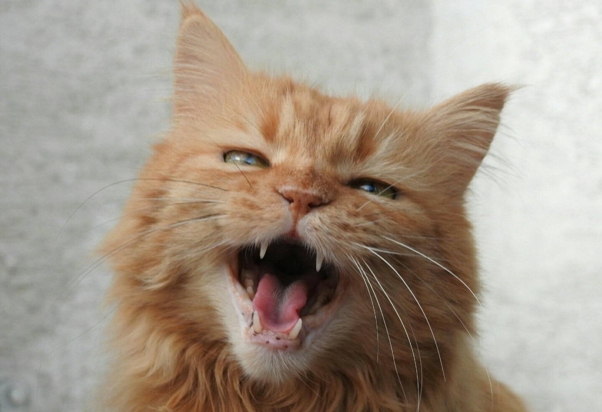 Am Samstag gibt‘s Katzenmusik in der