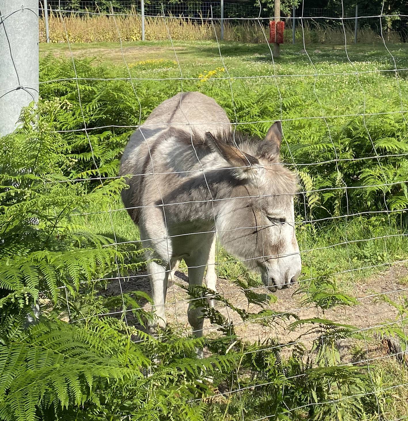  Die Esel und auch alle anderen Tiere im Wildgehege darf man nicht füttern. 