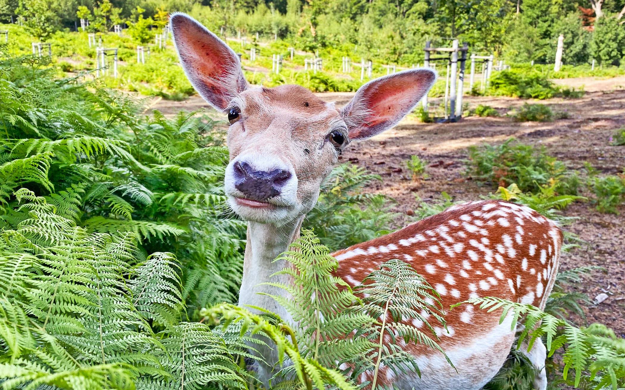 Im Wildgehege hat auch „Bambi“ seinen Wohnsitz. Damwild und Frischlinge sind in den Süchtelner Höhen zu erleben. 