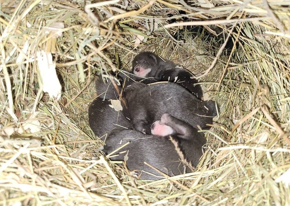  Vier gesunde Nerzbabys kamen im Tiergarten in Odenkirchen zur Welt.  