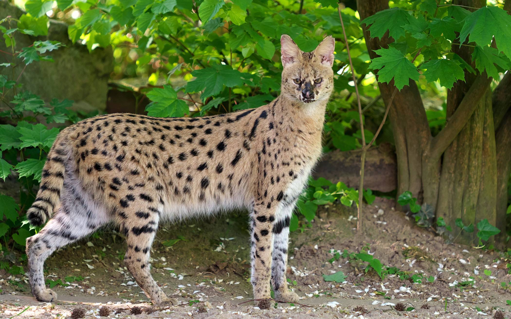 Die afrikanische Wildkatze ist aus dem