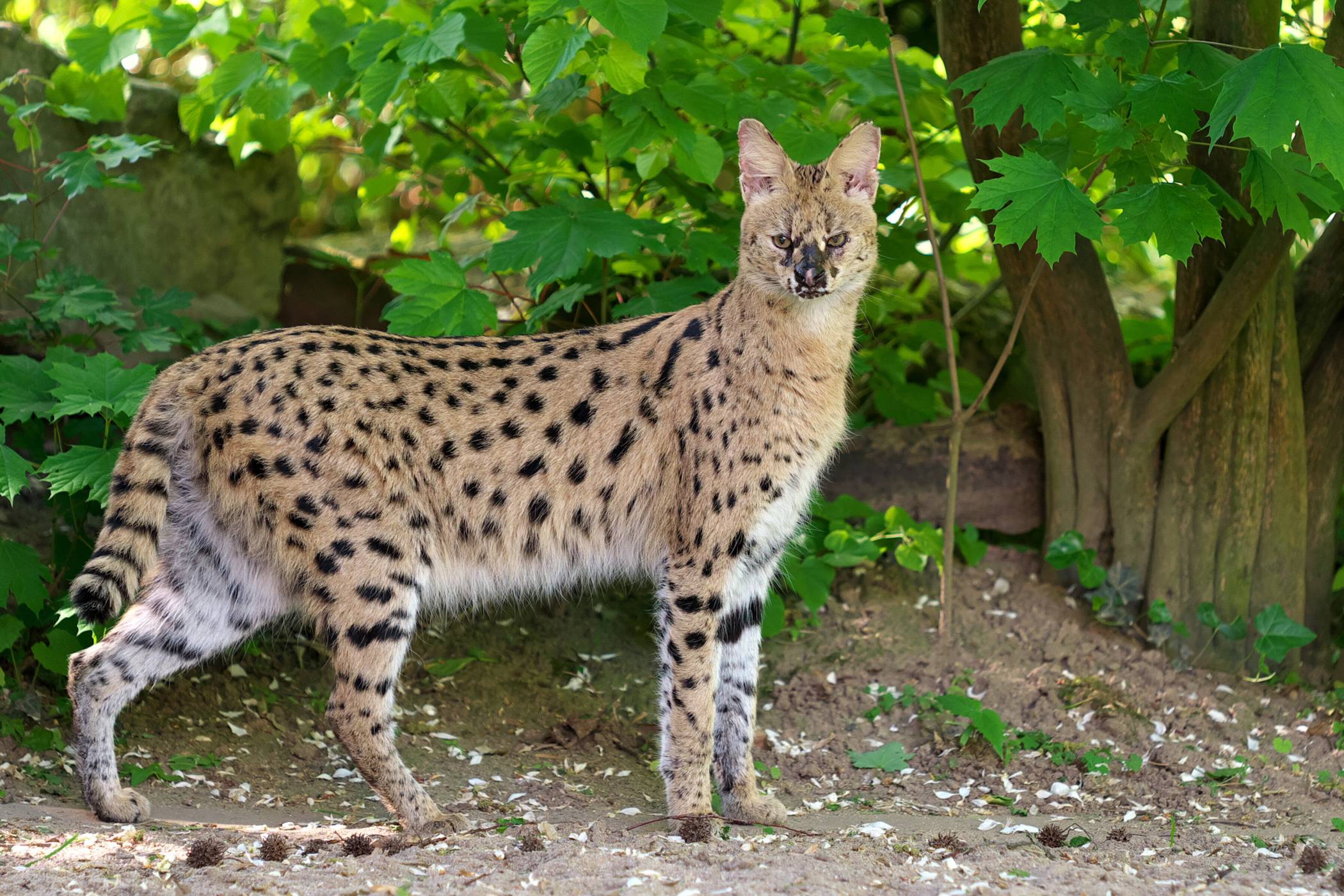  Die afrikanische Wildkatze ist aus dem Krefelder Zoo entlaufen.  