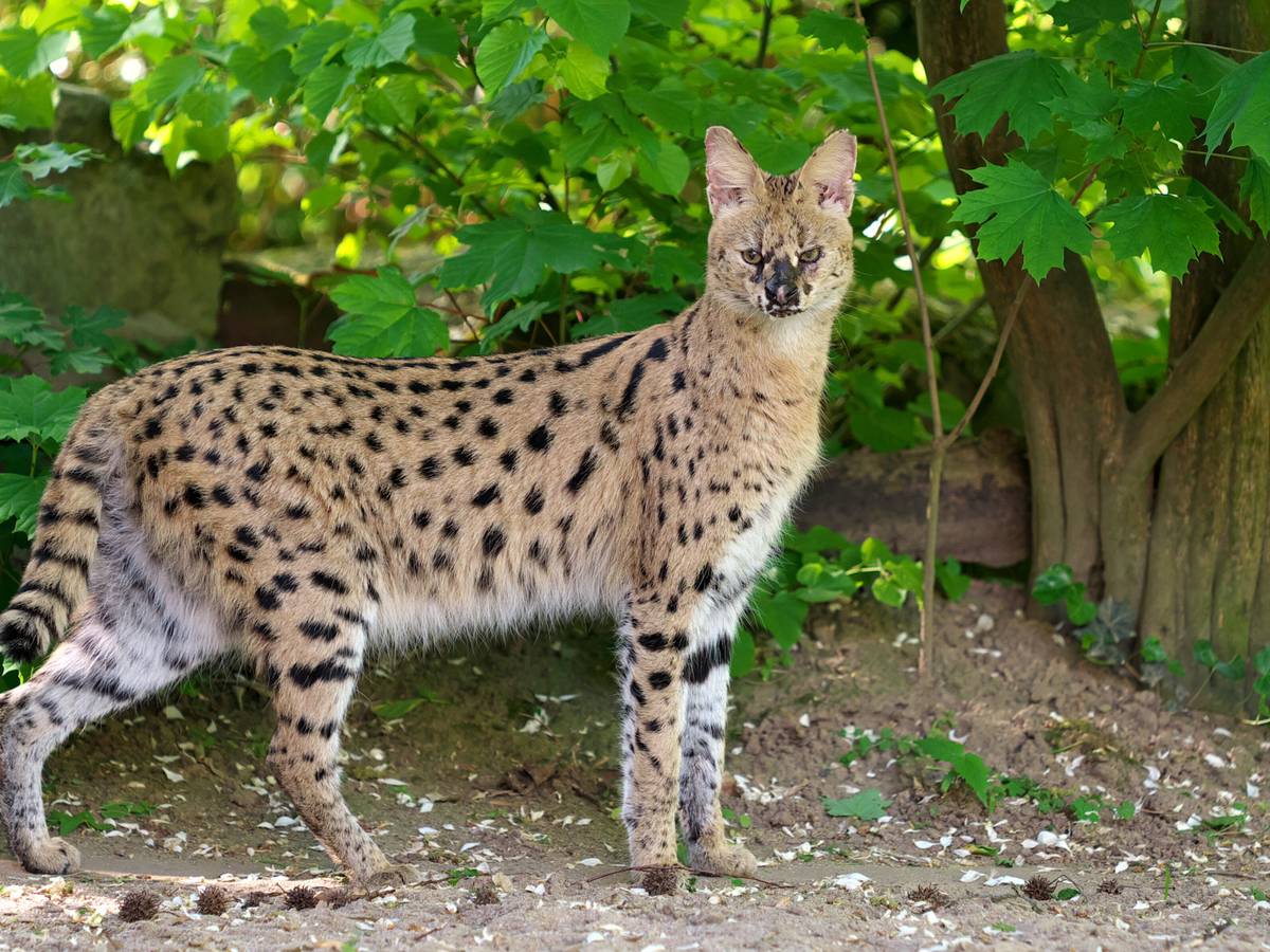Wildkatze aus Zoo entlaufen