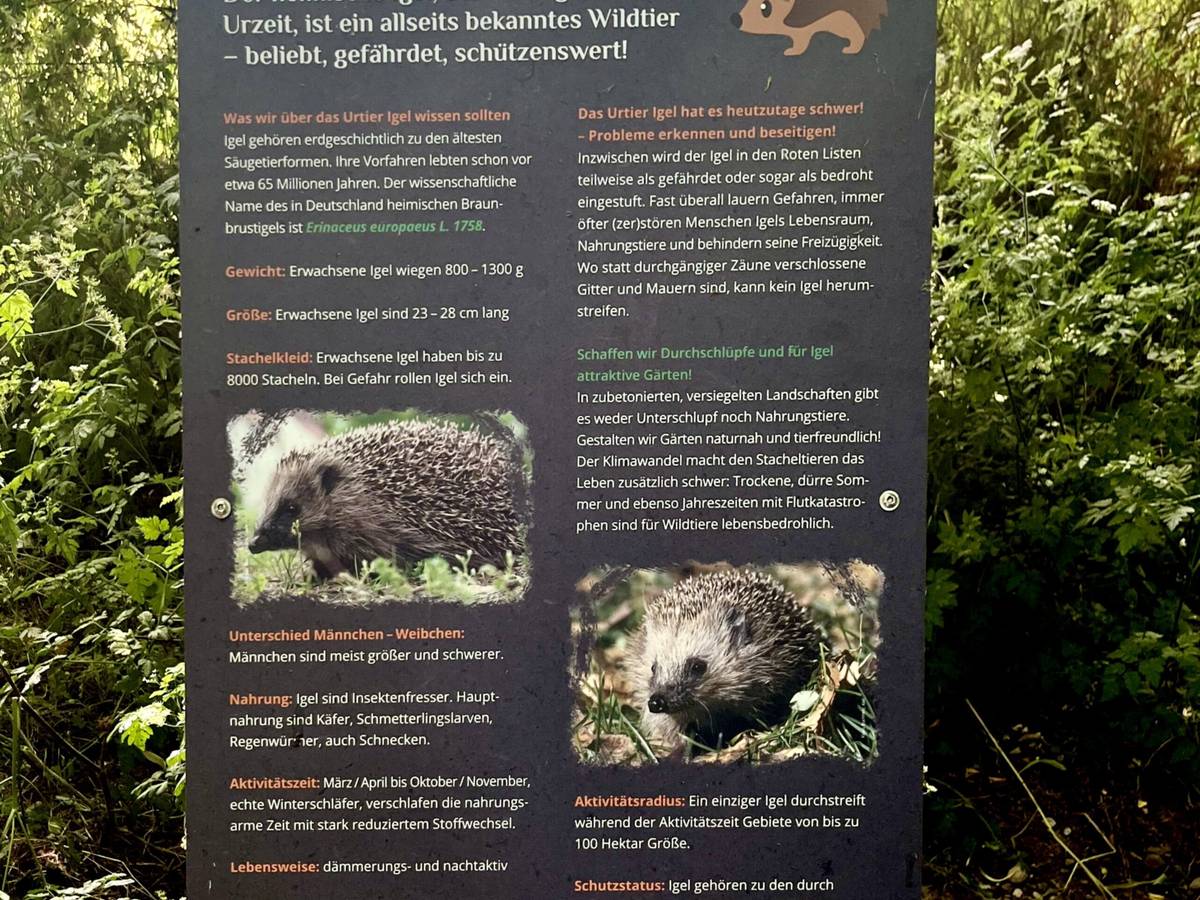 Spannende Einblicke: Igel-Lehr- und Lernpfad