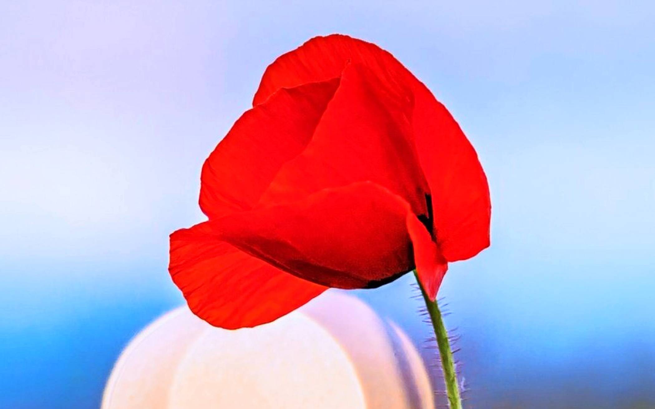  Das Bild zeigt die Fotografie „Mohn“ von Klaus Stevens aus der Ausstellung. 