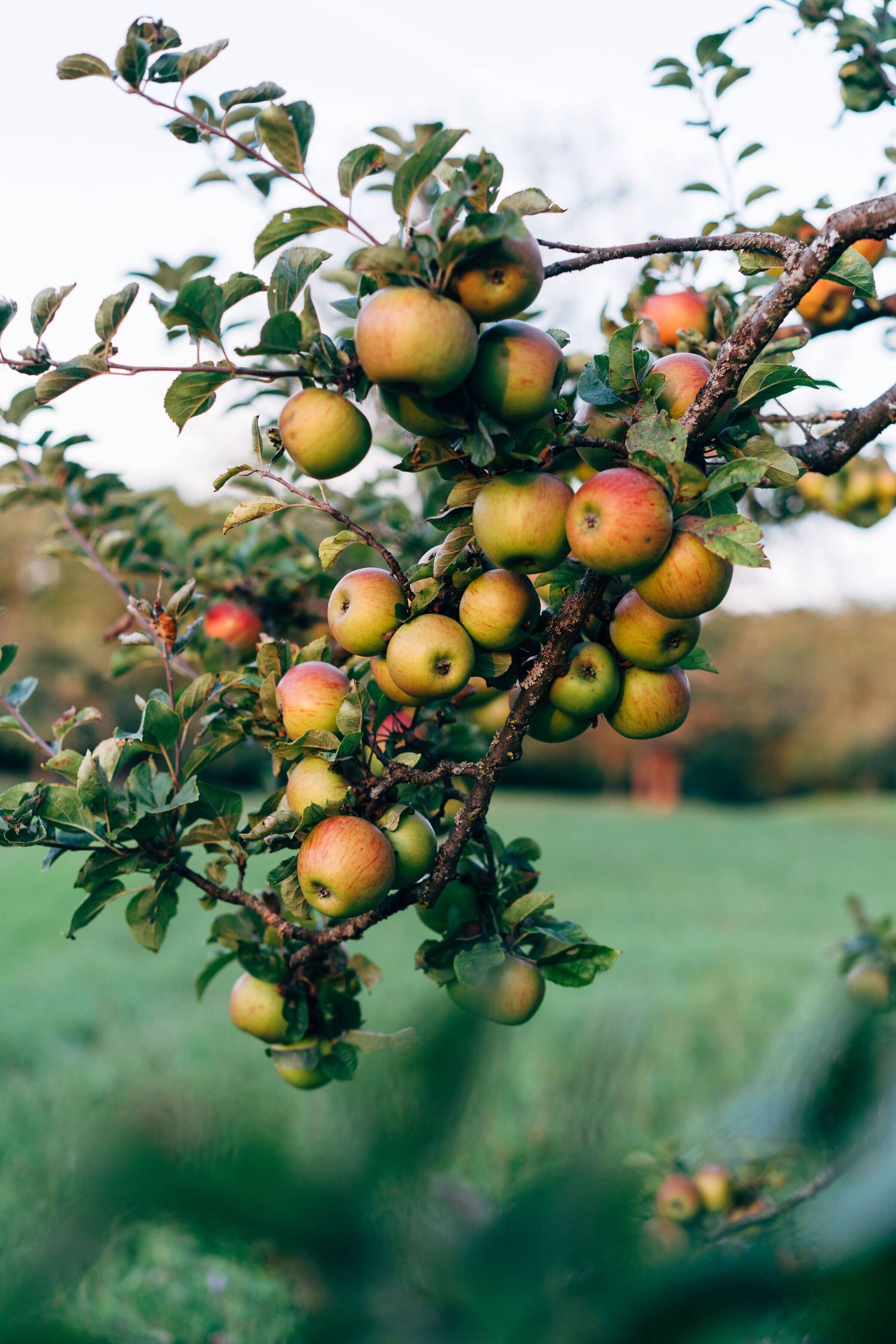 Am Samstag, 19. September, findet das elfte Apfelfest auf der Obstwiese bei Haus Horst, Palandweg in Giesenkirchen, statt. Foto: Markus Winkler/pexels